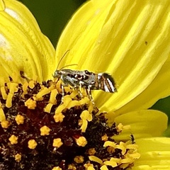 Lithariapteryx jubarella