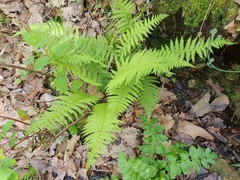 Athyrium filix-femina image