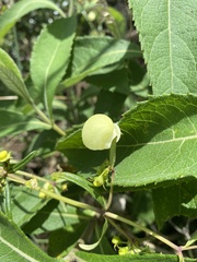 Calceolaria hyssopifolia