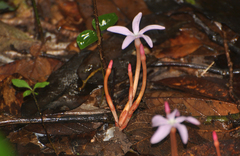 Voyria rosea