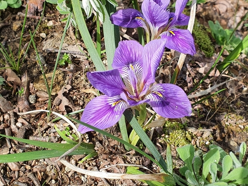 Iris image