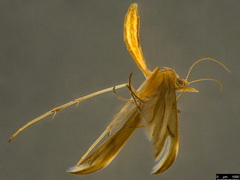 Platyptilia celidotus