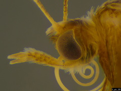 Platyptilia celidotus