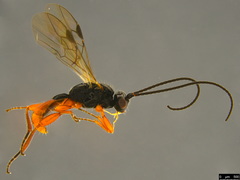 Rogadinae