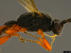 Rogadinae