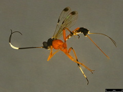 Leptobatopsis mesominiata