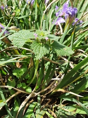Lamium