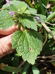 Lamium