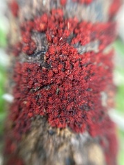 Dialonectria episphaeria