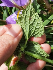Lamium
