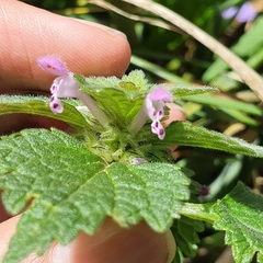 Lamium
