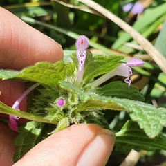 Lamium