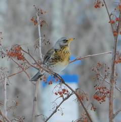 Turdus pilaris