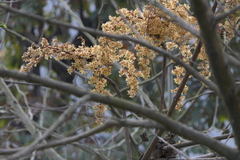 Sterculia villosa