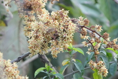Sterculia villosa