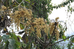 Sterculia villosa