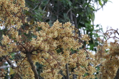Sterculia villosa