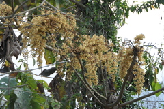 Sterculia villosa