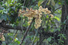 Sterculia villosa
