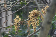 Sterculia villosa