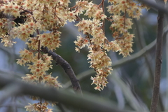 Sterculia villosa
