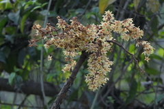 Sterculia villosa