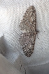 Gymnoscelis rufifasciata