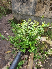 Hypericum androsaemum