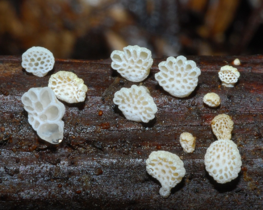 Favolaschia peziziformis