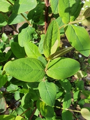 Hypericum androsaemum