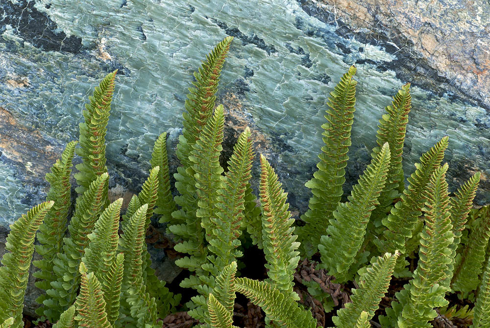 Polystichum lemmonii