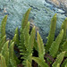 Polystichum lemmonii - Photo (c) Richard Droker,  זכויות יוצרים חלקיות (CC BY-NC-ND)