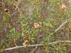 Salsola divaricata