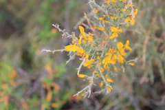 Genista corsica