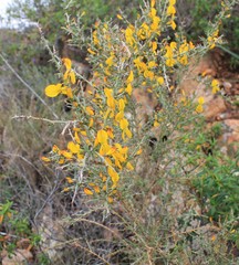 Genista corsica