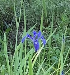 Iris savannarum