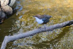 Cinclus cinclus gularis