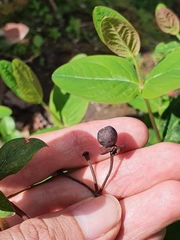 Hypericum androsaemum