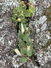 Asarina procumbens