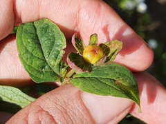 Hypericum androsaemum