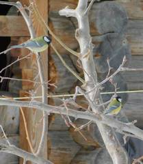 Parus major