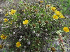 Pallenis maritima