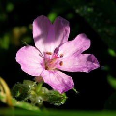 Erodium chium