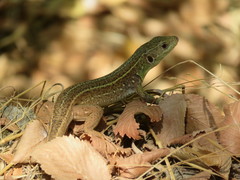 Lacerta trilineata major