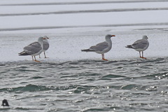 Larus fuscus