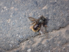 Osmia cornuta