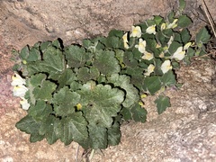 Asarina procumbens
