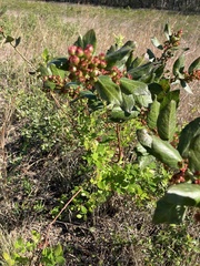 Vaccinium fuscatum image