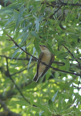 Ficedula hypoleuca