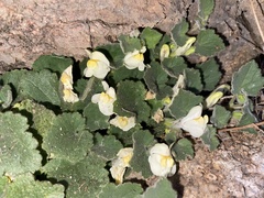 Asarina procumbens